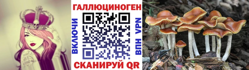 Псилоцибиновые грибы Psilocybine cubensis  Выборг 